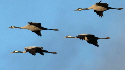 Winterflucht: Tausende Kraniche sind erst jetzt gen Süden losgezogen. (Symbolbild) (Foto: Sina Schuldt/dpa)