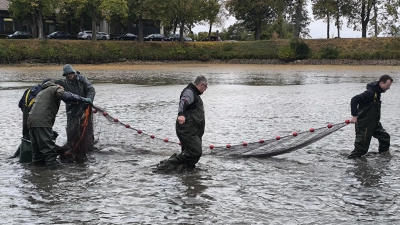Bezirkstagspräsident Peter Daniel Forster (rechts) legte mit weiteren Fischereifachleuten das Netz im Entenweiher in Triesdorf aus.  (Foto: Thomas Schaller)