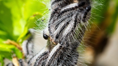 Deutschlandweit werden Maßnahmen gegen den Eichenprozessionsspinner ergriffen. (Archivbild) (Foto: Soeren Stache/dpa)