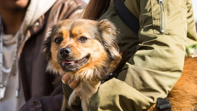 Auch Hunde können an Demenz erkranken – doch mit den richtigen Methoden können Halter vorbeugen. (Foto: Christin Klose/dpa-tmn)