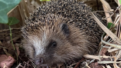 Igel können etwas Unterstützung gebrauchen, um gesund über den Winter zu kommen. (Foto: Bund Naturschutz/M.Gehret)