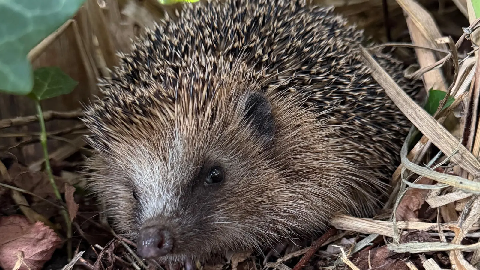 Igel können etwas Unterstützung gebrauchen, um gesund über den Winter zu kommen. (Foto: Bund Naturschutz/M.Gehret)