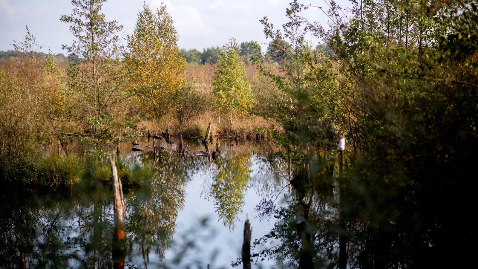 Moore sind wichtig für die Natur - wie hier die Diepholzer Moorniederung nahe der Ortschaft Heimstatt im Landkreis Diepholz in Niedersachsen. (Foto: Hauke-Christian Dittrich/dpa)