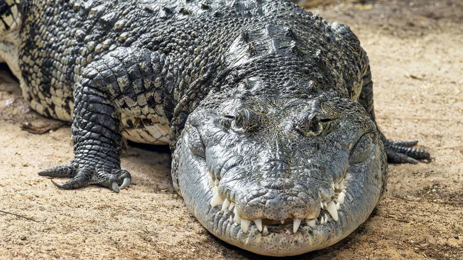 Das mehr als zwei Meter lange Beulenkrokodil wurde viele Jahre in einem Schrebergarten in Thüringen gehalten, kam dann in eine Auffangstation nach München und ist jetzt im Tierpark Schönbrunn in Wien zuhause. (Foto: Daniel Zupanc/Zoo Wien/dpa)