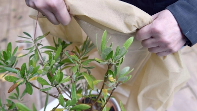 Wird es im Frühjahr nachts noch mal frostig, kann ein Vlies empfindliche Pflanzen vor Schäden schützen. (Foto: Caroline Seidel-Dißmannel/dpa-tmn)