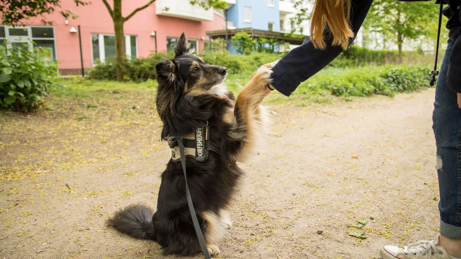 Nur schmerzfreie Hunde bleiben bis ins Alter beweglich. (Foto: Christin Klose/dpa-tmn)