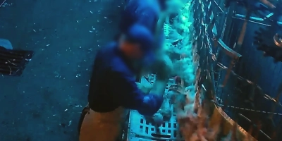 Mehr als 700 Übergriffe an Hennen hat die Tierrechtsorganisation Aninova laut eigenen Auskünften in heimlichen Videoaufnahmen im Wassertrüdinger Schlachthof festgestellt.  (Foto: Aninova e.V.)