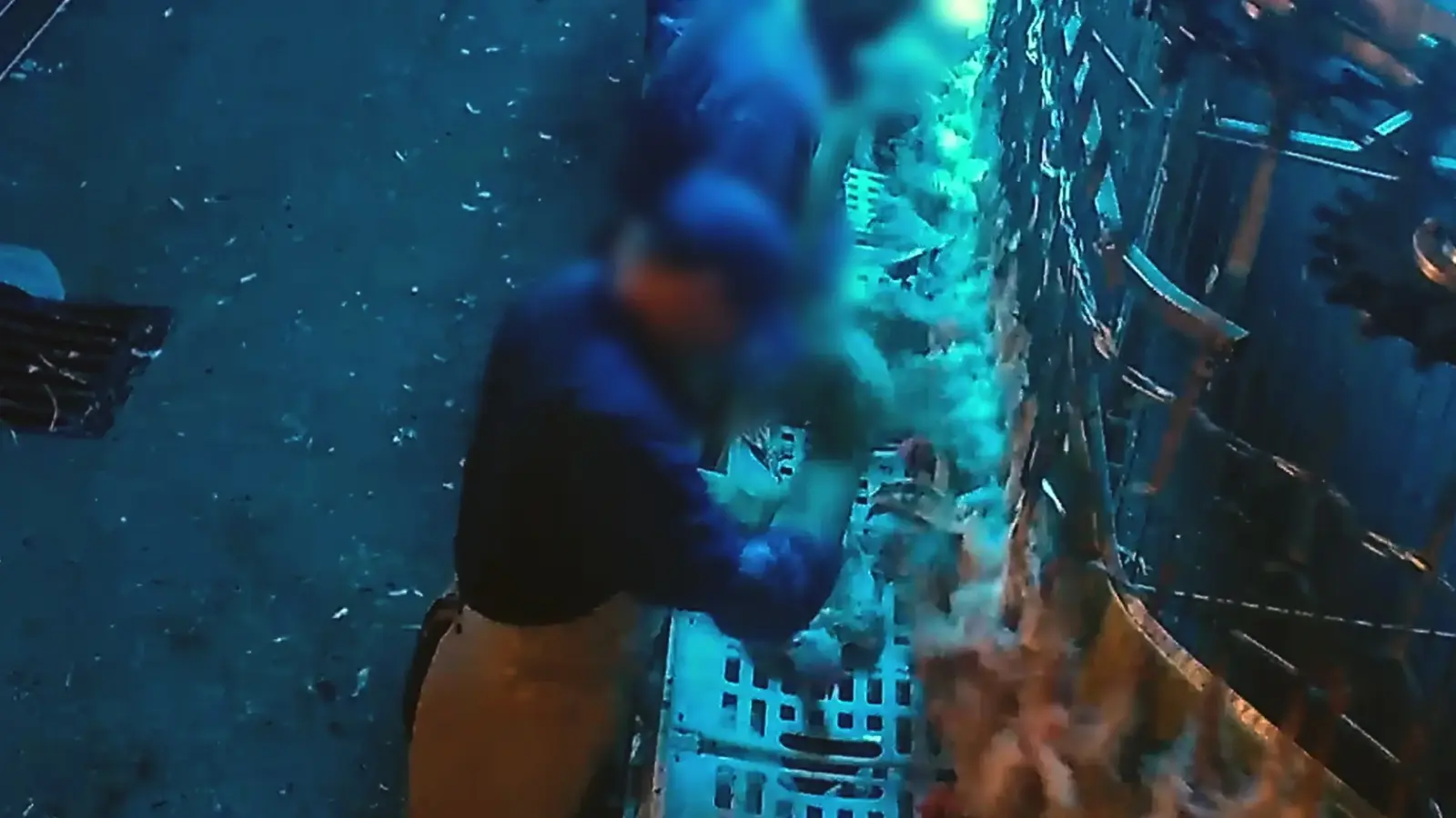 Mehr als 700 Übergriffe an Hennen hat die Tierrechtsorganisation Aninova laut eigenen Auskünften in heimlichen Videoaufnahmen im Wassertrüdinger Schlachthof festgestellt.  (Foto: Aninova e.V.)