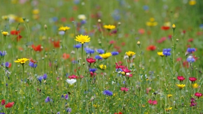 Eine bunte Blühwiese macht nicht nur optisch was her, sie ist auch pflegeleicht - mähen muss man sie nur einmal im Jahr. (Foto: Marcus Brandt/dpa/dpa-tmn)