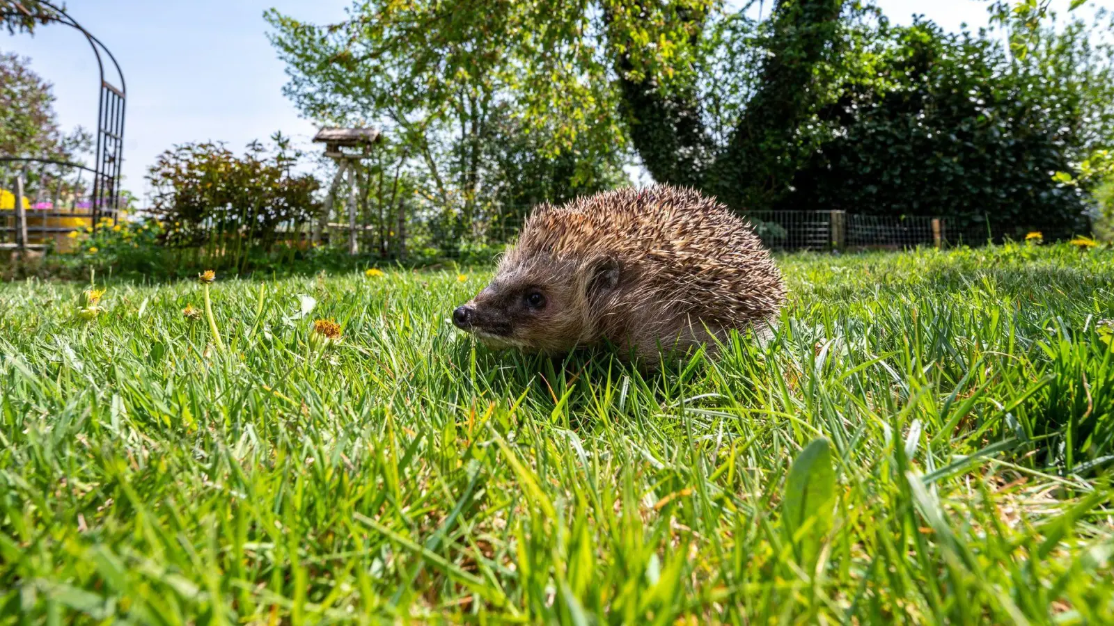 Nach dem Winterschlaf macht sich der Igel auf die Suche nach seiner Leibspeise: Insekten. (Foto: Armin Weigel/dpa/dpa-tmn)