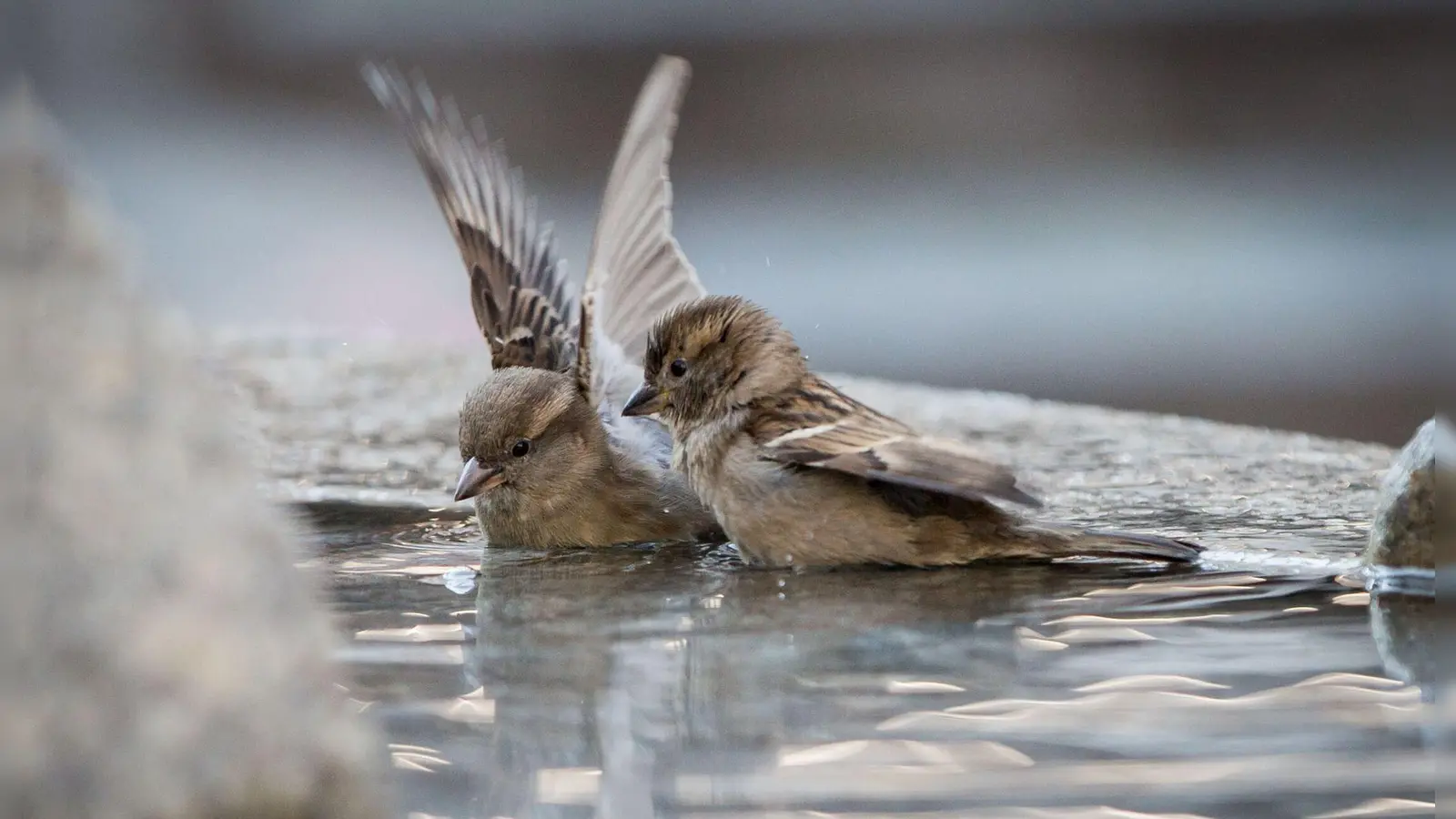 Wenn im Winter natürliche Wasserstellen zufrieren, sind Spatzen und andere Vögel auf Hilfe angewiesen. (Foto: Frank Rumpenhorst/dpa/dpa-tmn)