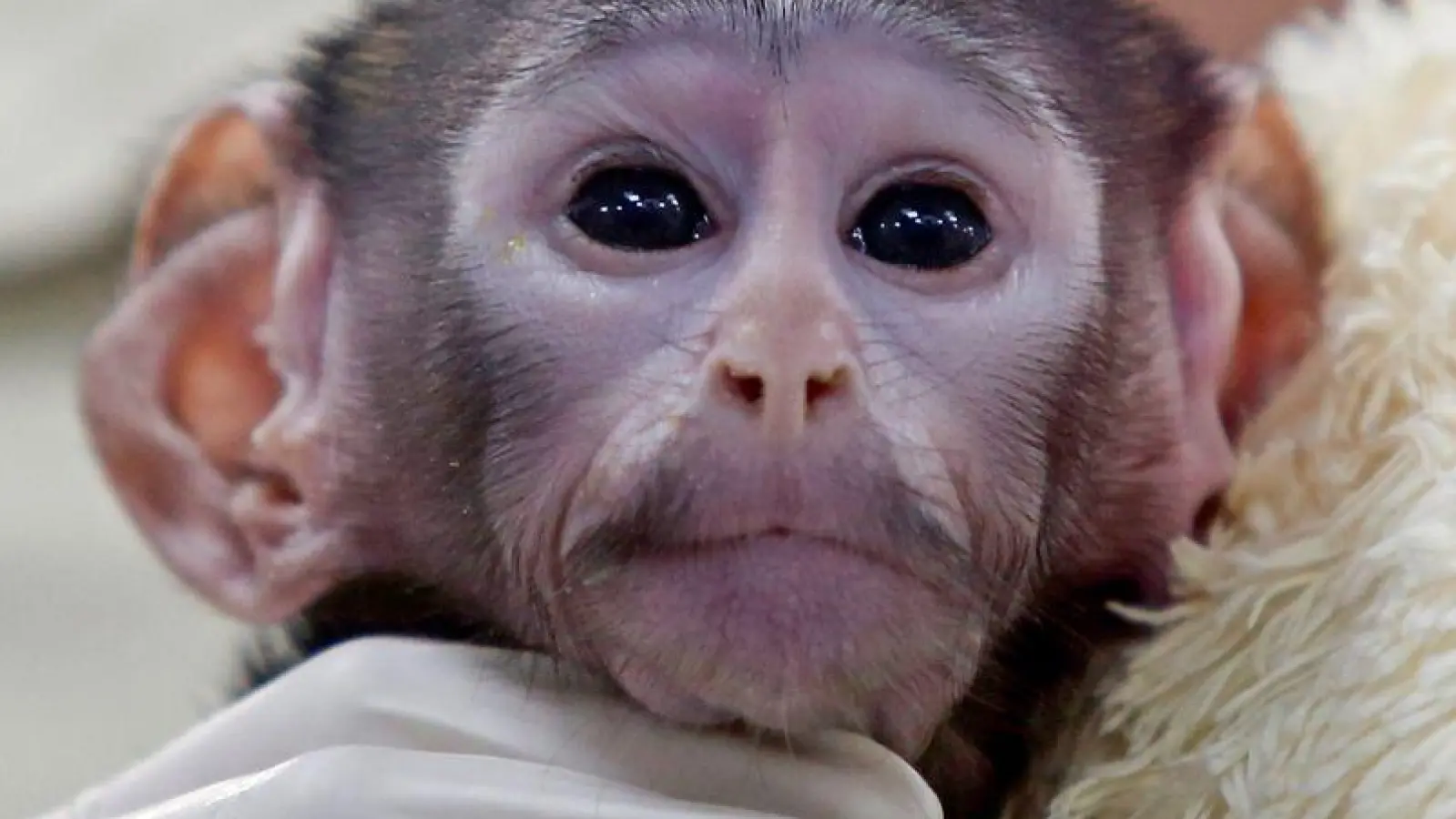 Bei der Geburt vor knapp zwei Monaten wog das Äffchen bloß 443 Gramm. (Foto: Fernando Carranza Garcia/dpa)