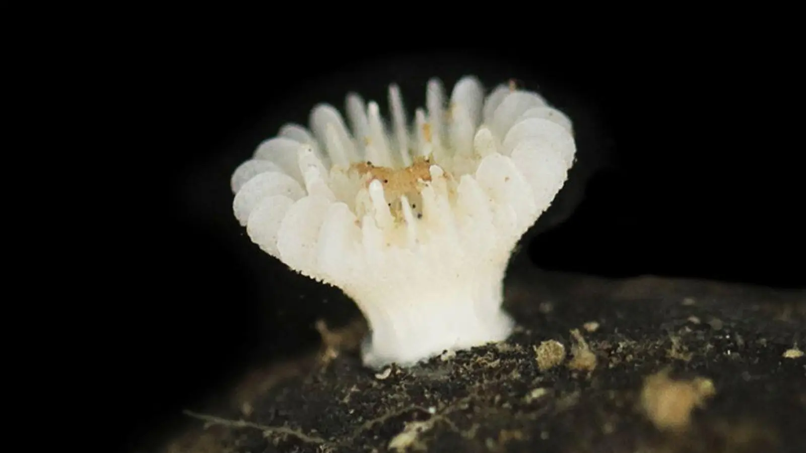 Forscher haben die bislang unbekannte Korallenart in der Tiefsee entdeckt. (Foto: Guadalupe Bribiesca-Contreras/National Oceanography Centre, United Kingdom/dpa)