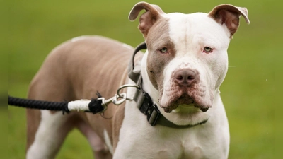 Ein XL-Bully-Hund namens Riz in Birmingham. (Foto: Jacob King/PA Media/dpa)