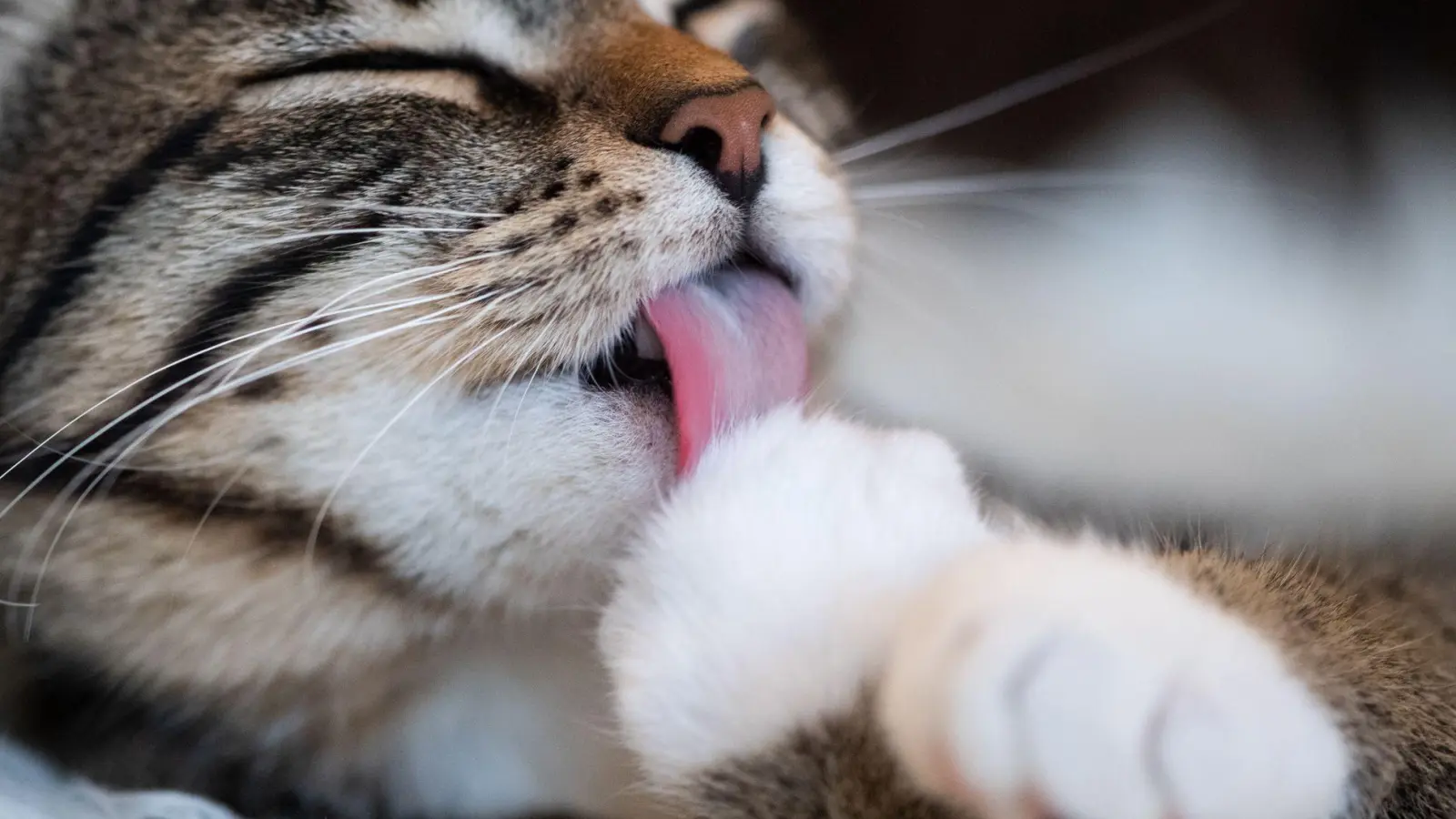 Reinliche Tiere: Um die Fellpflege kümmern sich Katzen in der Regel selbst. (Foto: Franziska Gabbert/dpa-tmn)