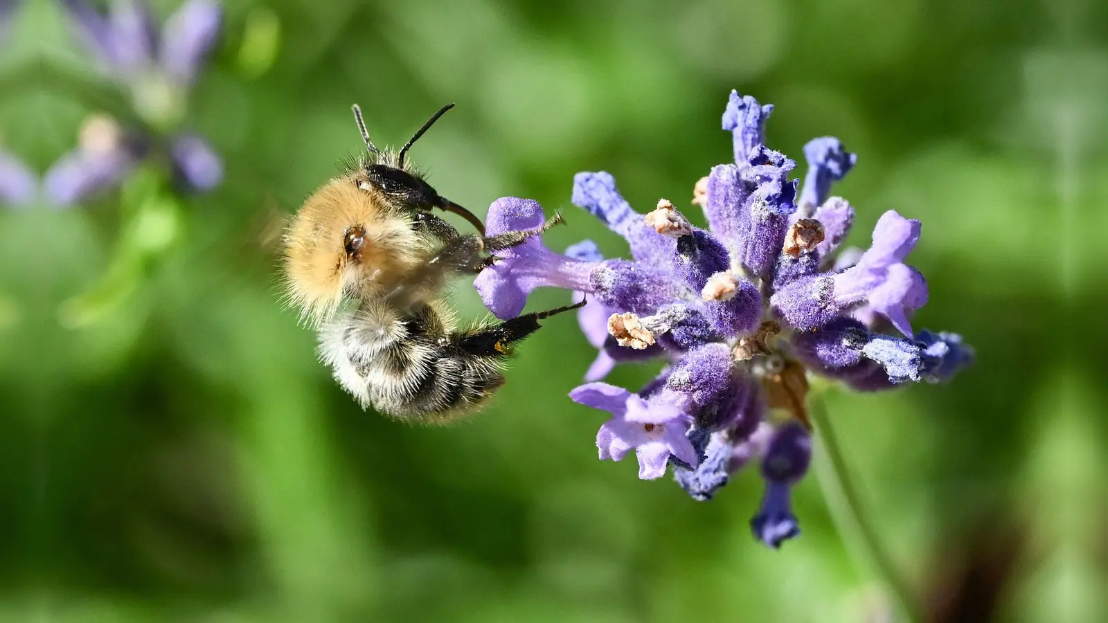Für Bienen ist die Amerikanische Faulbrut eine tödliche Gefahr. (Symbolbild: Bernd Weißbrod/dpa)