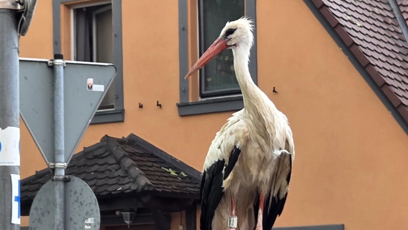 Dieser Storch hat den Regen auch abbekommen: Nach dem Unwetter irrten zahlreiche Jungtiere in Uehlfeld umher. (Foto: Kreisfeuerwehrverband NEA/Rainer Weiskirchen)