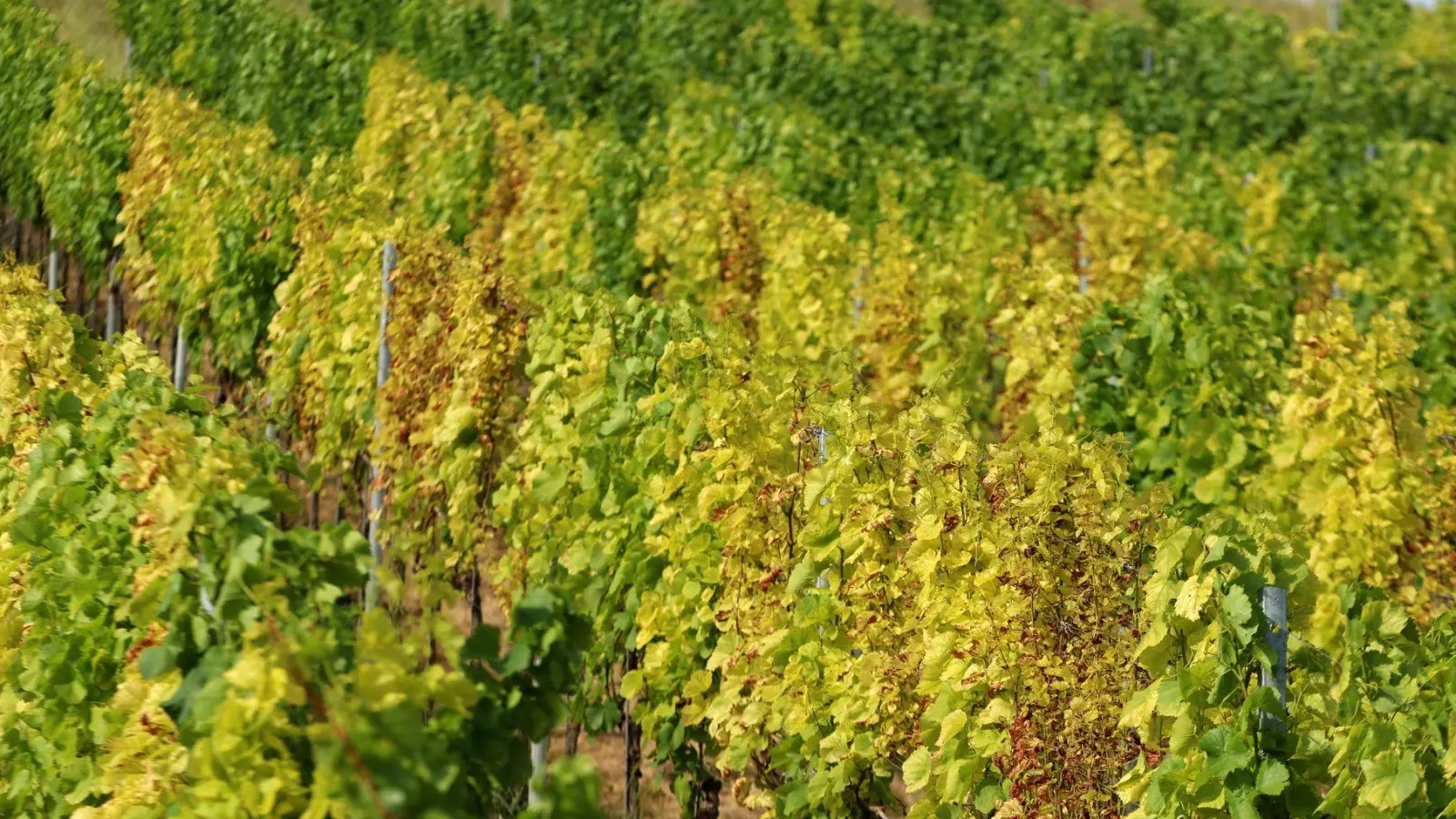 Gelbe Blätter deuten auf Nährstoffmangel hin. (Foto: Karl-Josef Hildenbrand/dpa)