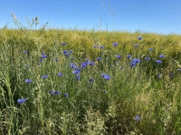 Kornblumenblau - gesehen bei Dürrnbuch (Foto: Marianne Schülein)