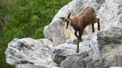 Soll die Gams in Teilen der Bergwälder stärker bejagt werden oder nicht? Diese Frage beschäftigt Behörden, Justiz und Verbände. (Symbolbild)  (Foto: Angelika Warmuth/dpa)