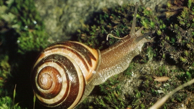 Die Schnirkelschnecke ist in der Region weit verbreitet. Sie ernährt sich wie die meisten andere Arten von abgestorbenen Pflanzen. (Foto: Ulrich Meßlinger)