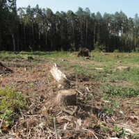 Das Waldstück zwischen Strüth und Kühndorf, wo das Bürgerwindrad stehen soll, wurde Ende März gerodet.  (Foto: Winfried Vennemann)