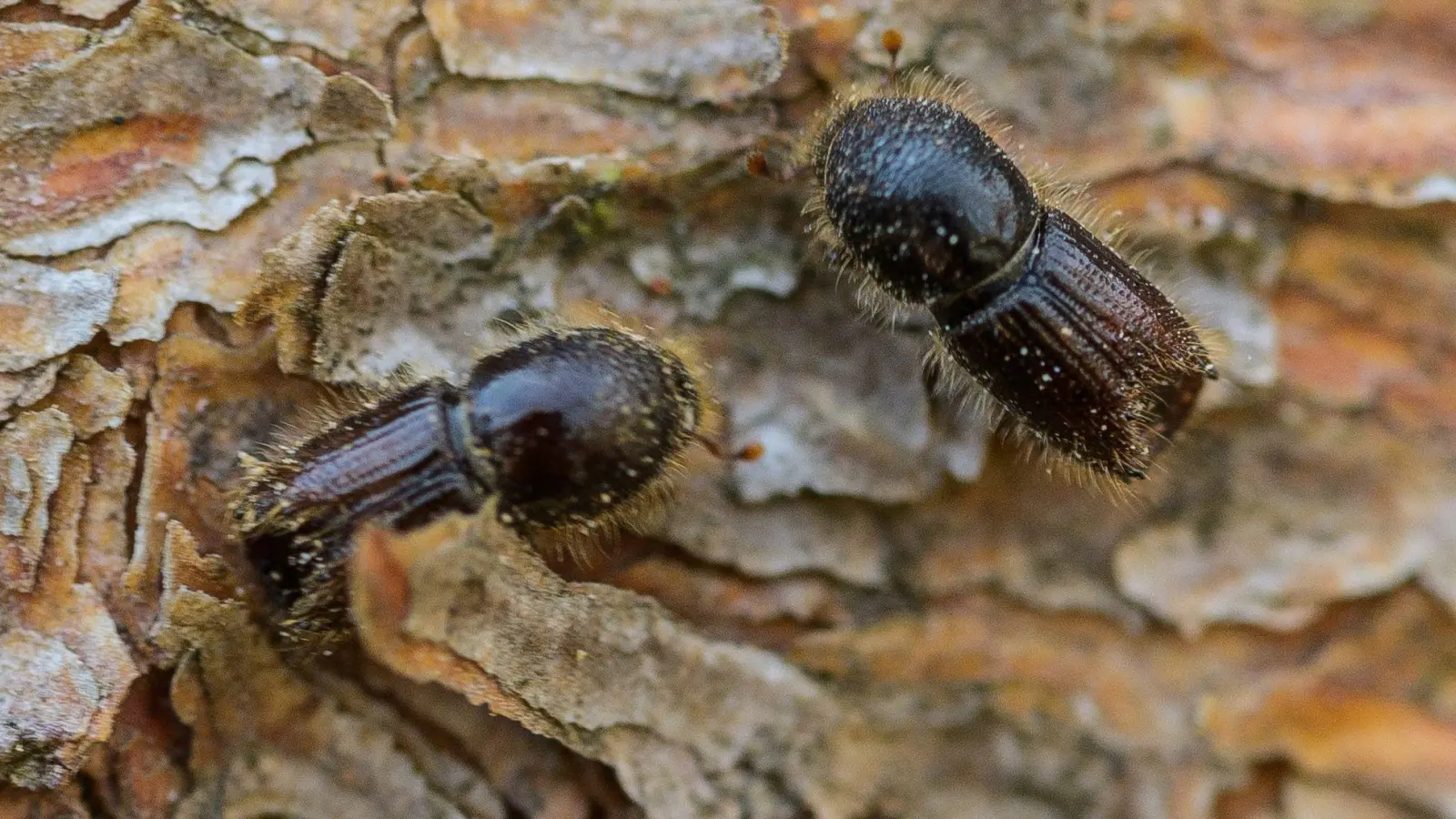 Die kleinen Käfer bringen den Bäumen den Tod. (Archivbild) (Foto: Andreas Arnold/dpa)