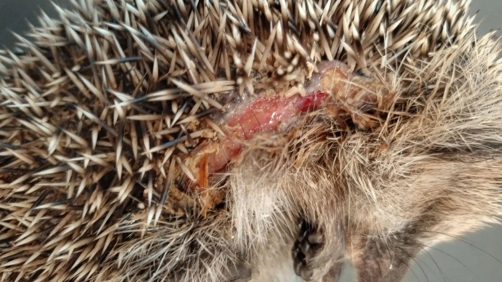 Insbesondere kleine Igel können von den Mährobotern schwer verletzt werden. (Archivbild) (Foto: Editha Schneider/Forschungsverbund Berlin e.V. (FVB)/dpa)