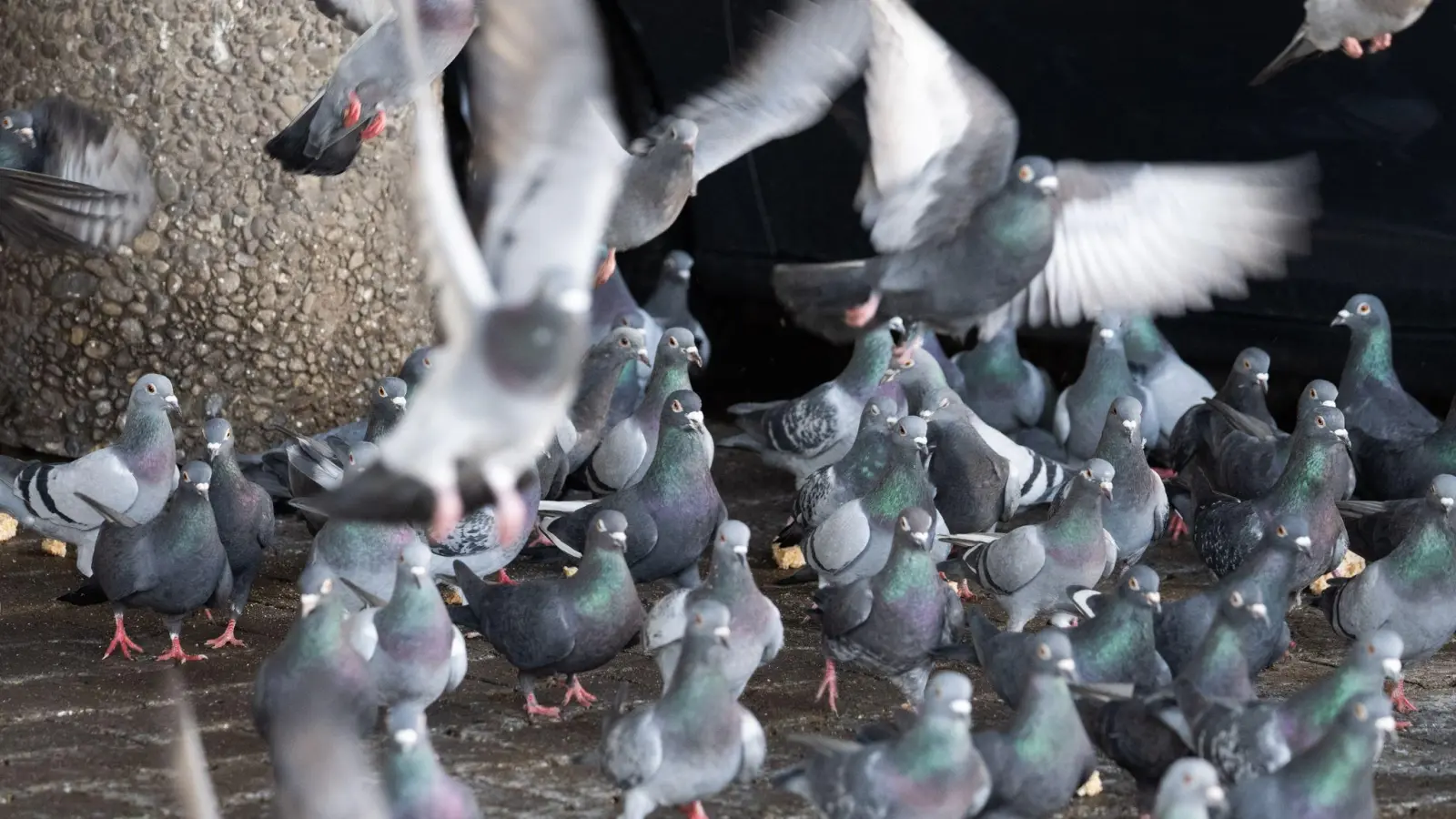 Tierschützer halten nicht viel von dem geplanten Umzug von 200 Limburger Stadttauben auf einen Gnadenhof in Bayern. Das sei nur eine „kurzfristige Lösung“ - die Stadt bleibe in der Pflicht. (Foto: Boris Roessler/dpa)