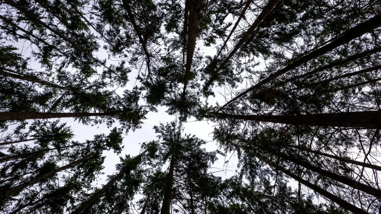 Baumkronen im Wald mindern zwar die gefährliche UV-Strahlung, dennoch ist Sonnenschutz beim Spaziergang unter Bäumen notwendig. (Foto: Jens Büttner/dpa)