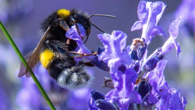 Wer mitmachen will, kann wieder Hummel-Bilder in einer App hochladen. (Symbolbild)  (Foto: Jens Büttner/dpa)