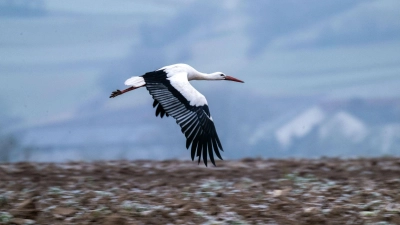 Viele Störche ziehen im Winter nur noch bis Spanien oder Südfrankreich und sind bei günstiger Wetterlage schnell zurück in den Brutgebieten.  (Foto: Pia Bayer/dpa)