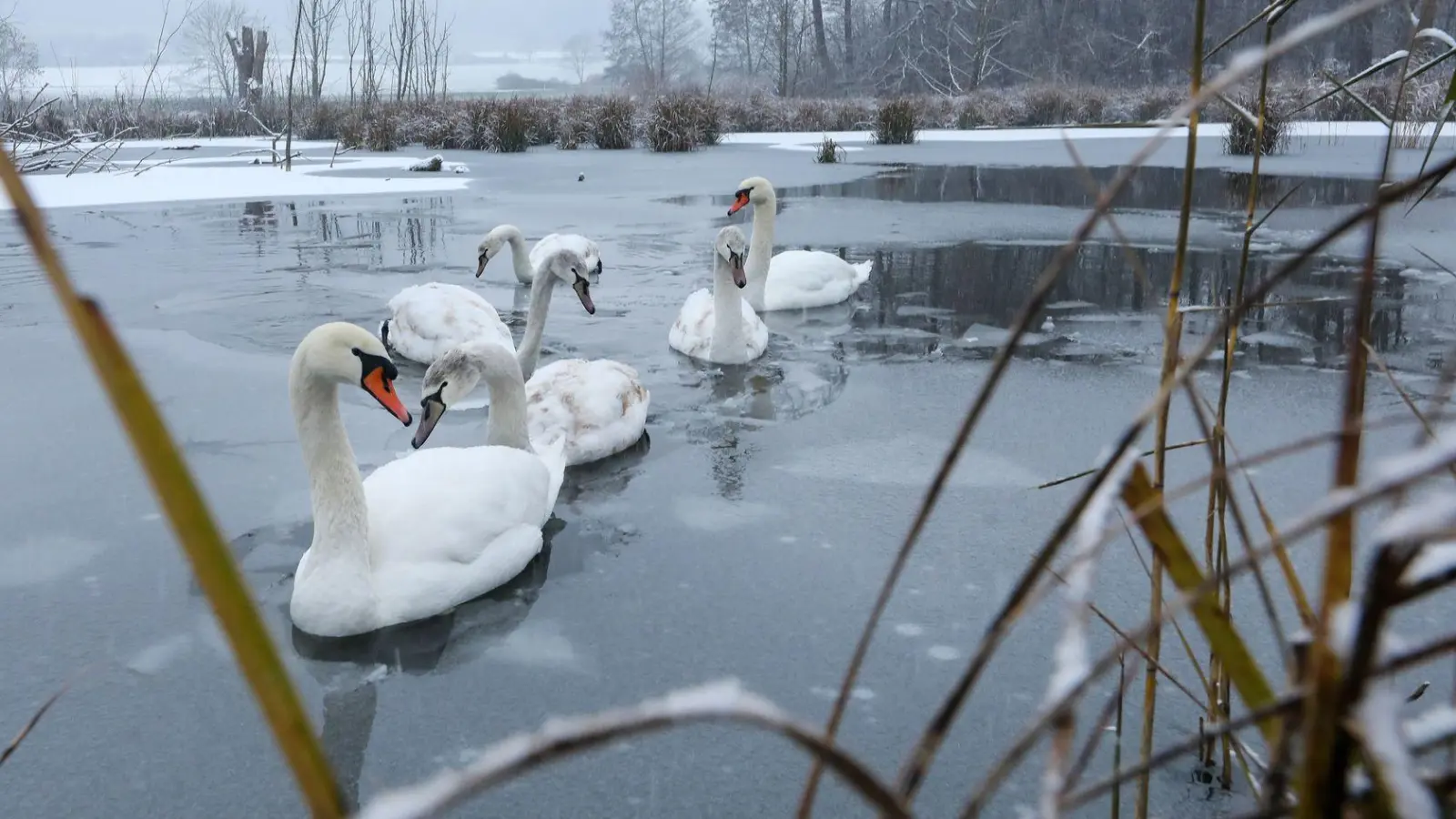 Lieber Abstand halten: Geraten Wasservögel in Panik, kostet sie die Flucht im Winter viel Energie. (Foto: Thomas Warnack/dpa/dpa-tmn)