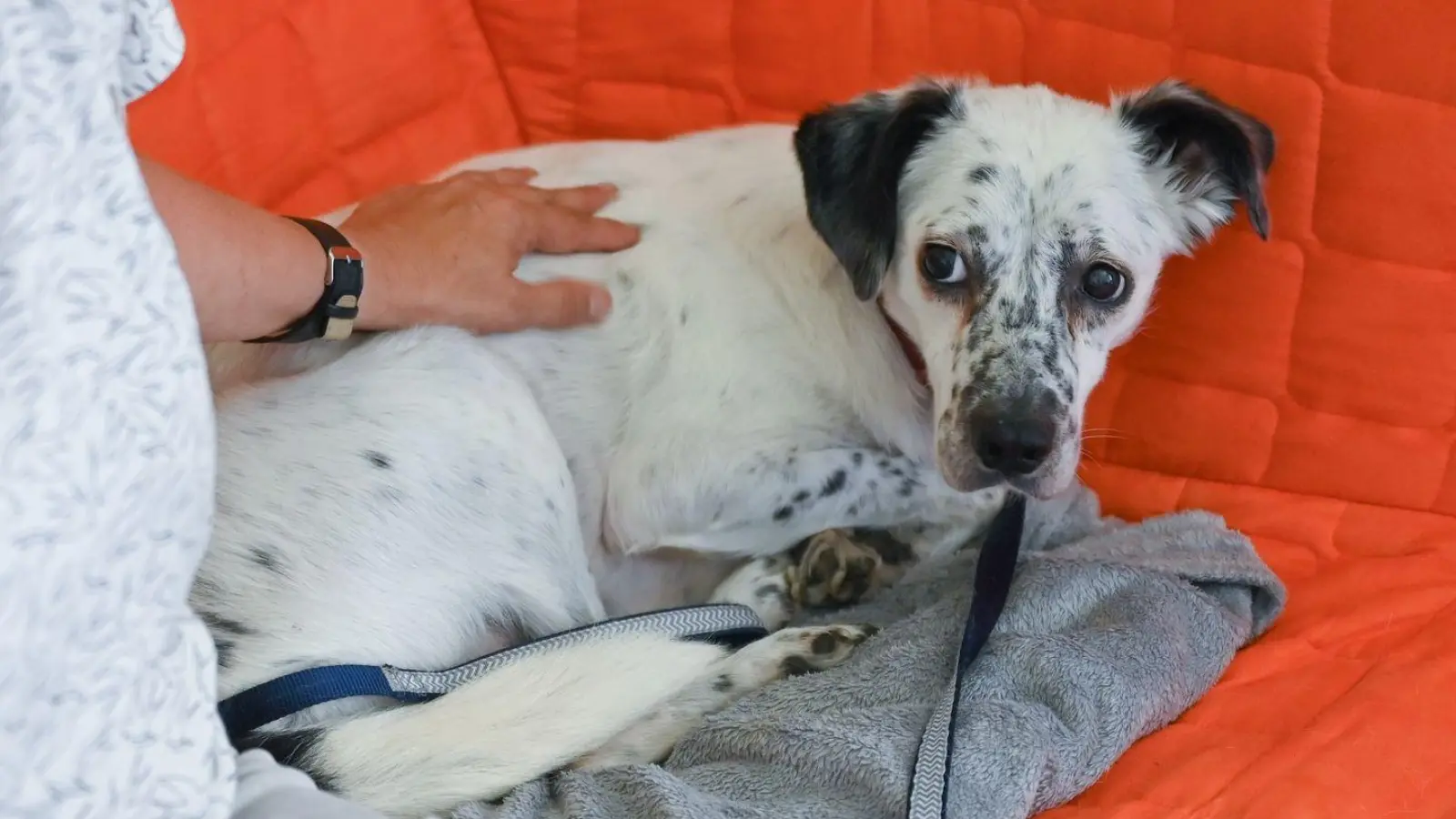 Ängstliche Hunde bekommen wegen der Böllerei zu Silvester oft Panikzustände und müssen beruhigt werden. (Symbolfoto) (Foto: Patrick Pleul/dpa)