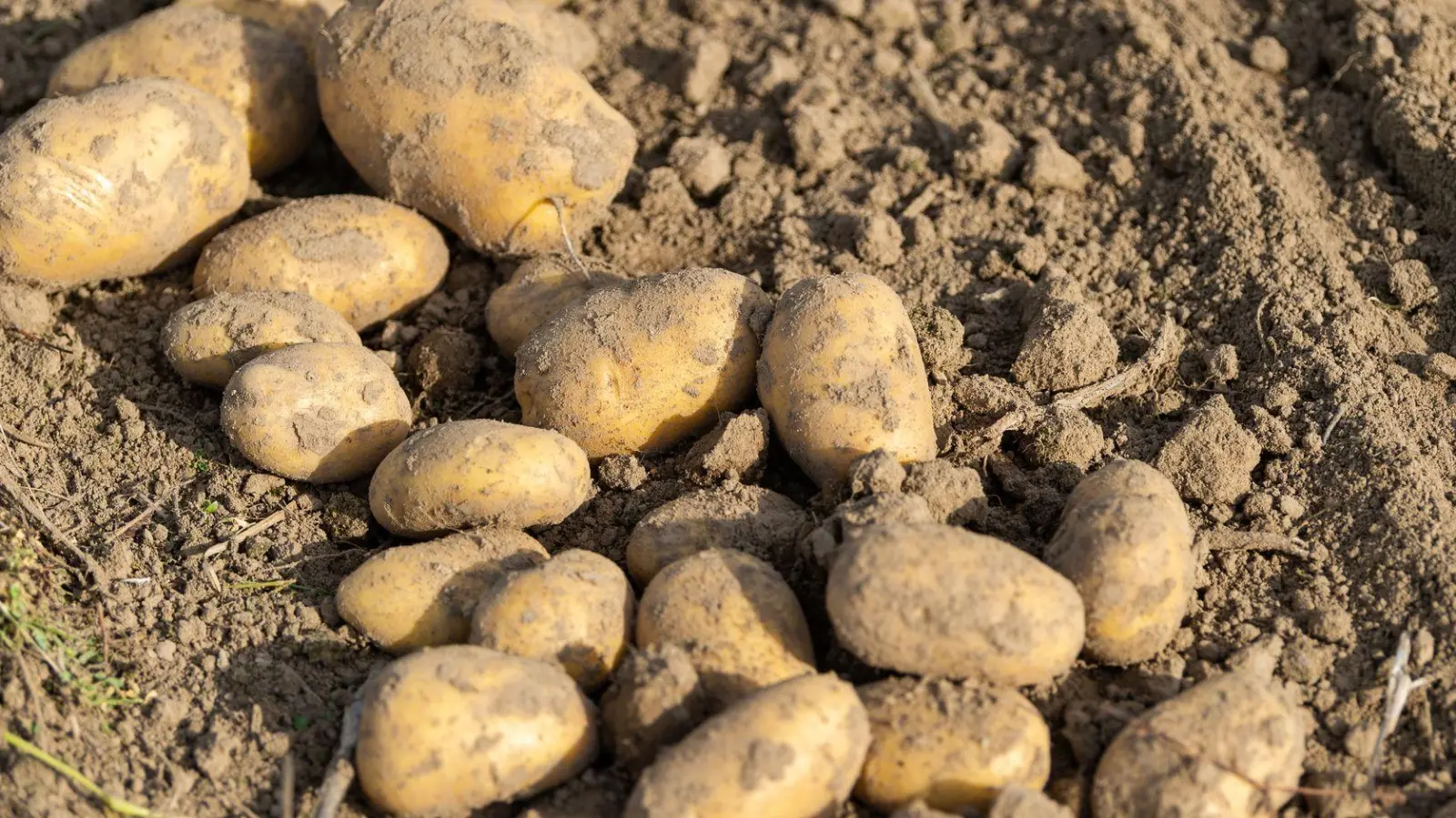 50 Kilogramm Kartoffeln wurden aus einem Garten in Weinberg (Aurach) ausgegraben und gestohlen. (Symbolbild: Philipp Schulze/dpa)