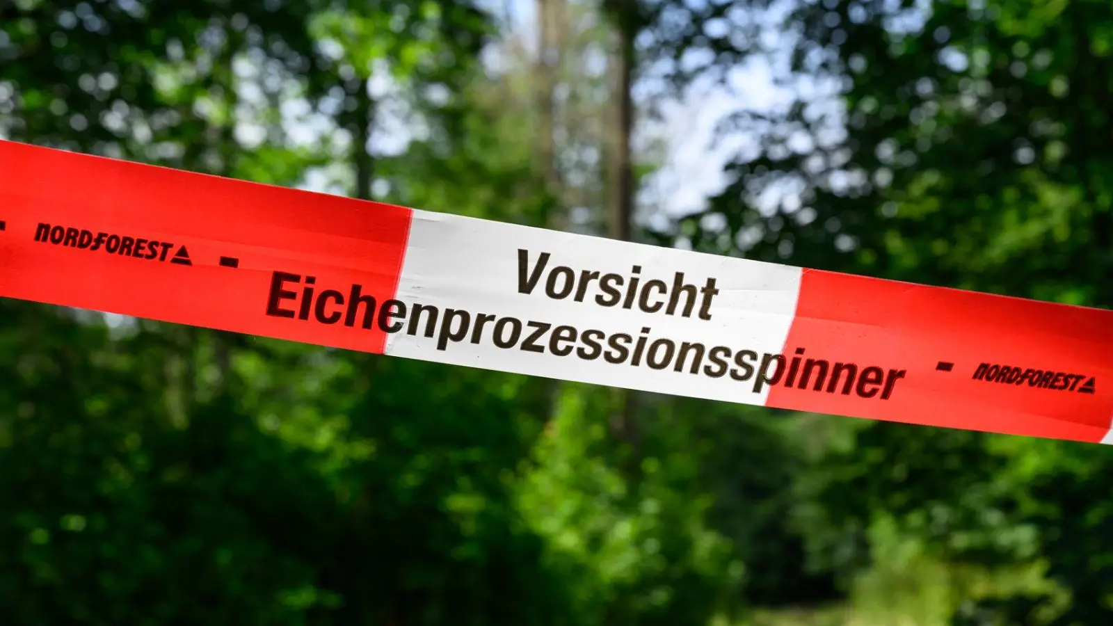 Der wärmeliebende Eichenprozessionsspinner konnte sich stark vermehren. Auch im Wald sind Eichen betroffenen. (Archivbild) (Foto: Patrick Pleul/dpa)