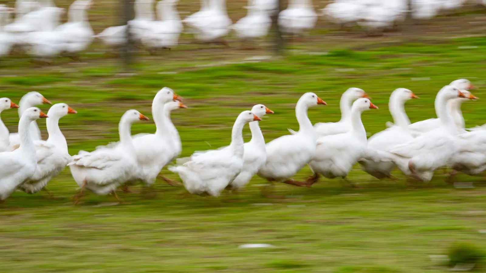 Rund um den Martinstag und Weihnachten ist Hochsaison für Gänsehalter. (Archivbild) (Foto: Robert Michael/dpa)