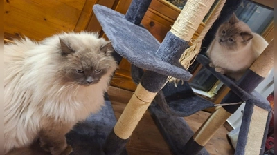 Die Birma-Kater Hubert  und Staller (r) sind inzwischen wieder im Allgäu vereint. (Foto: -/Polizeiinspektion Füssen/dpa)