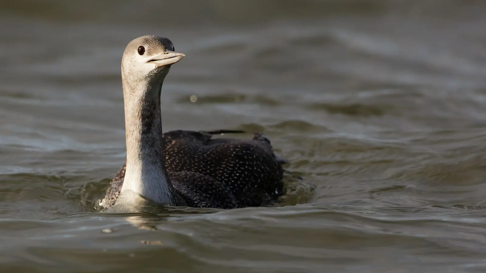 Der Sterntaucher (Gavia stellata) ist vom Naturschutzverein Jordsand zum Seevogel des Jahres 2024 gewählt worden. (Foto: Sven Sturm/Verein Jordsand/dpa)