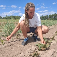 Grünkohl im Staubbeet: die seit Mai anhaltende Trockenheit setzt besonders den Kohlpflanzen zu. Isabel Rosen, die Leiterin für Gemüseanbau am Biolandhof Götteldorf, hofft, dass nochmal dauerhafter Regen kommt und die Pflänzchen in den Herbst rettet. (Foto: Daniela Ramsauer)