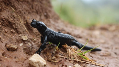 Nach Angaben des Landesbunds für Vogel- und Naturschutz in Bayern werden viele Alpensalamander vor allem im Ost- und Oberallgäu auf Straßen überfahren. (Symbolbild) (Foto: Christine Geidel/Landesbund für Vogel- und Naturschutz in Bayern/dpa)