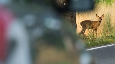 Gleich vier Wildunfälle in vier Stunden ereigneten sich in Schwaben. (Archivbild) (Foto: Patrick Pleul/dpa)