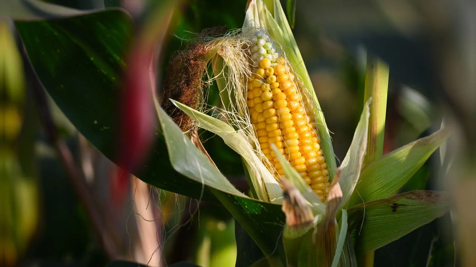 Rund 80 Prozent des in Deutschland angebauten Maises dienen der Tierfütterung, nur ein kleiner Teil wird als Lebensmittel genutzt. (Foto: Patrick Pleul/dpa)