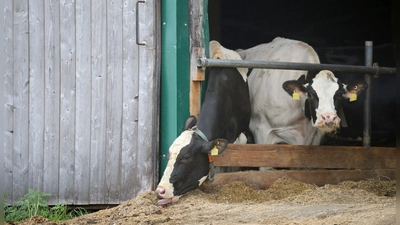 Immer wieder kommt es in Bayern zu Tierschutzskandalen. Dies hat im Laufe der Zeit zu wachsenden Zweifeln am bayerischen Kontrollsystem geführt. (Illustration) (Foto: Karl-Josef Hildenbrand/dpa)