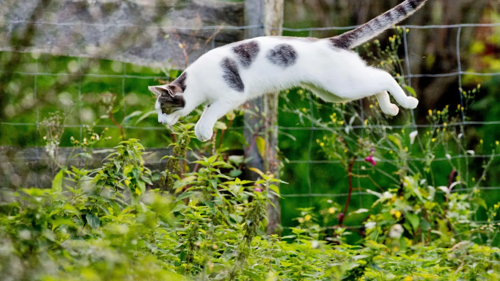 Tierärzte fordern eine Kastrationspflicht von Katzen, die frei herumlaufen dürfen. (Symbolbild) (Foto: Julian Stratenschulte/dpa)