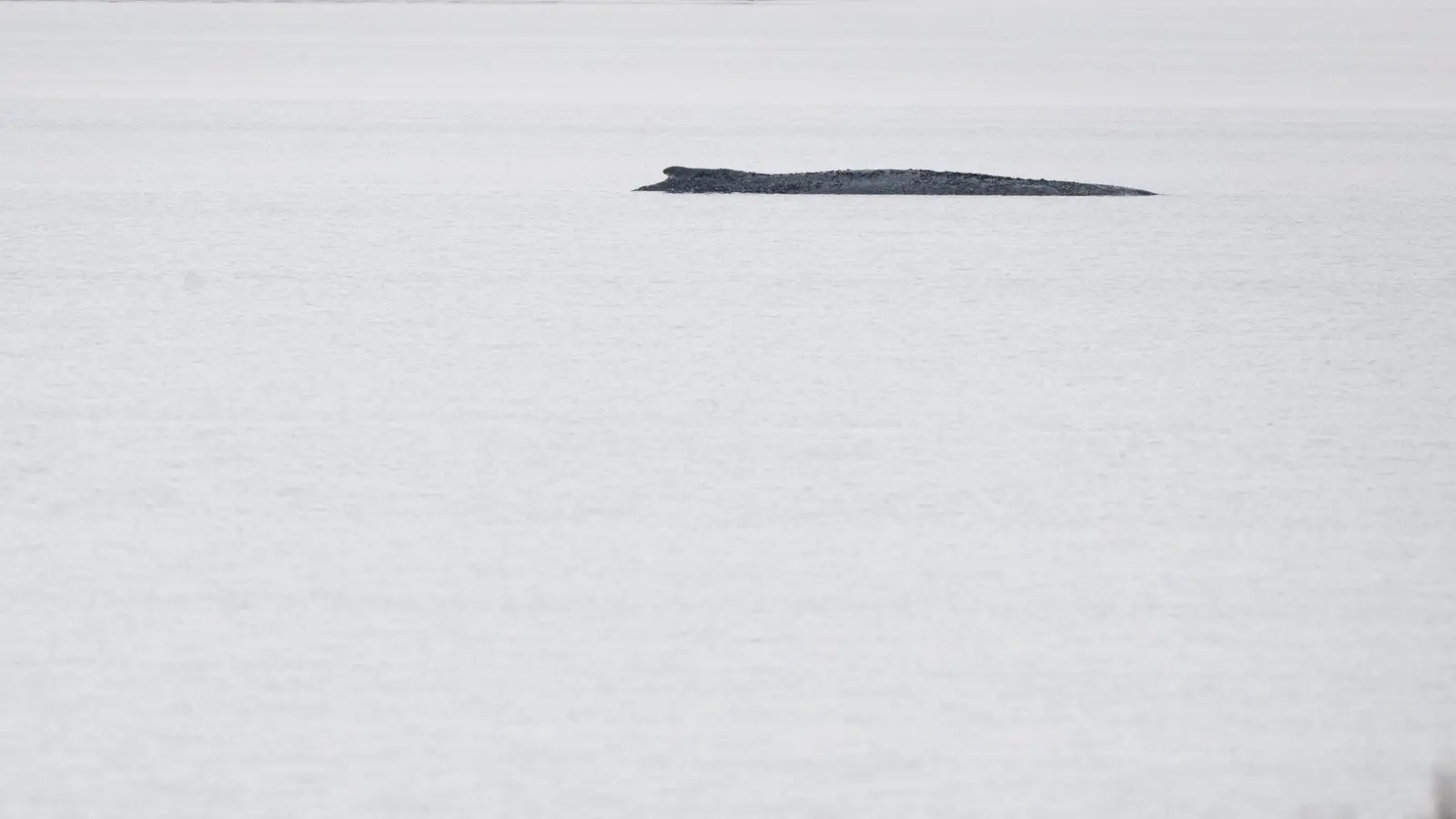 Seit dem 31. März liegt der Buckelwal in etwa 1,50 Meter Wassertiefe vor Poel. (Foto: Philip Dulian/dpa)