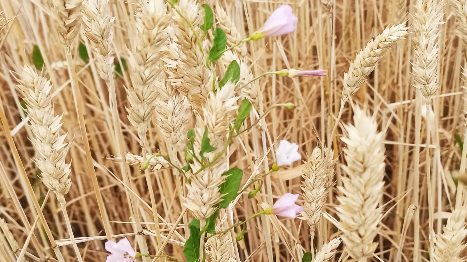 Die Böden sind derzeit sehr trocken, so dass der Weizen früher als gewohnt reift. Trotzdem wird es weltweit nicht an Brotgetreide mangeln. (Foto: Fritz Arnold)