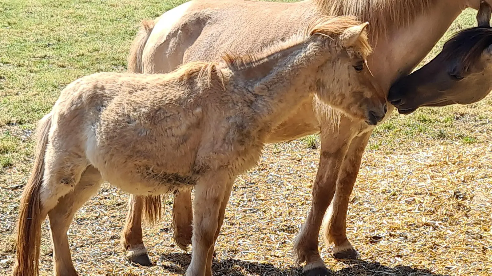 Das Ansbacher Veterinäramt hat 15 Pferde beschlagnahmt. Nun brauchen die Tiere ein neues Zuhause. (Foto: Landratsamt Ansbach/Dr. Ralf Zechmeister)