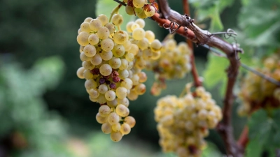 Franken ist laut dem Verband mit gut 6.200 Hektar Rebfläche das größte Weinanbaugebiet in Bayern. (Foto: Daniel Vogl/dpa)