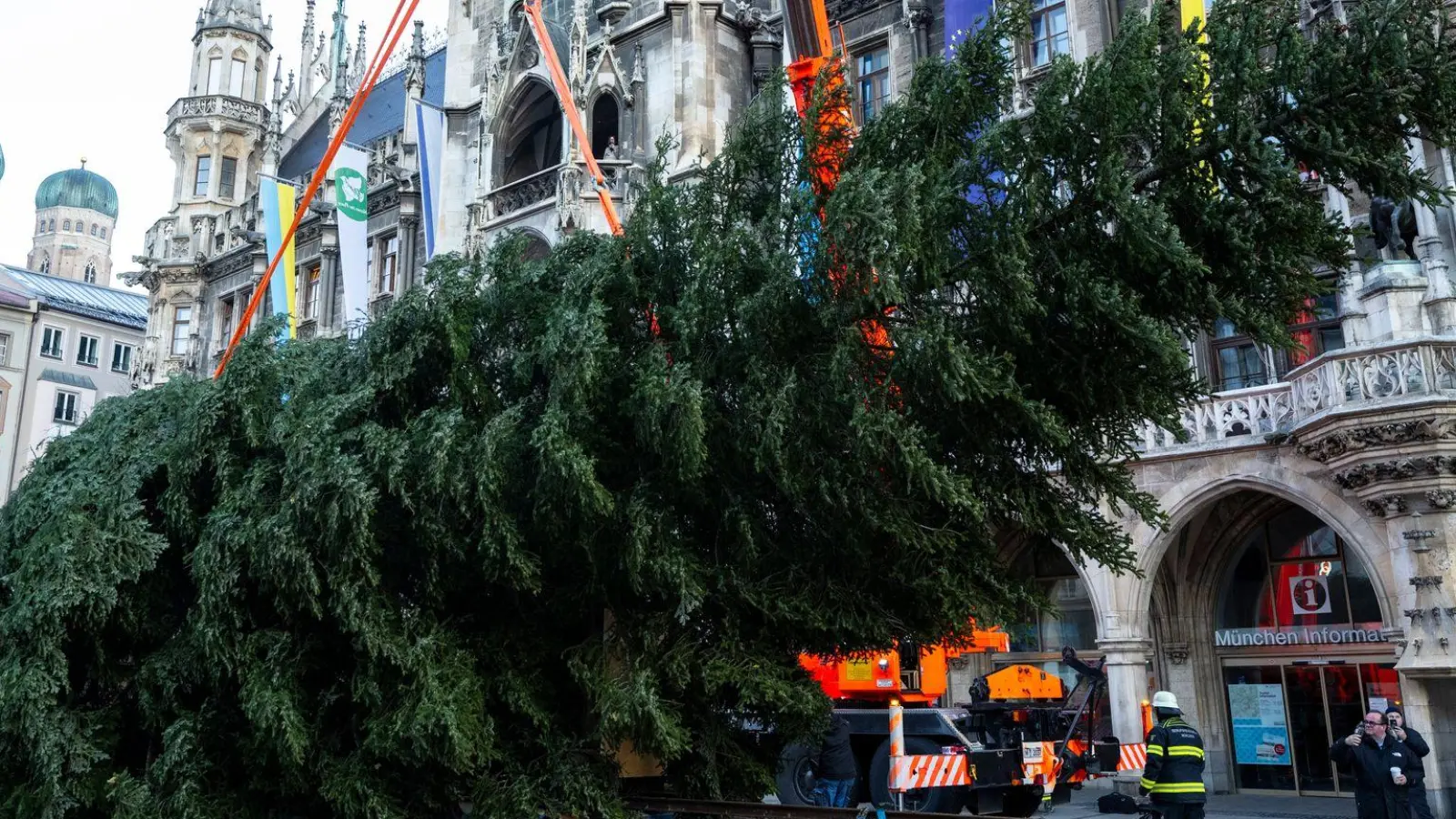 Nach 60 Kilometern Reise kam die Tanne vor dem Neuen Rathaus an. (Foto: Lennart Preiss/dpa)